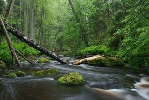 Kako fotografirati naravo in fotografija potoka v gozdu
