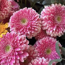 Prodaja cvetja B.D.R.-3 d.o.o. - cvetličarske storitve in dekoracija - 1