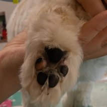 Pasji salon Pasja Hiška - 11