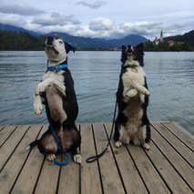 Aktivne Tačke, sprehajanje, vzgoja, čuvanje in oskrba psov, Gregor Đipalo s.p. - pasji hotel, pasja šola, pasji salon, sprehajanje psov - 5