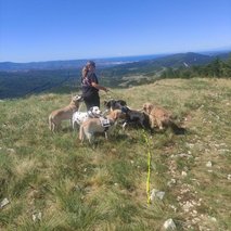 Aktivne Tačke, sprehajanje, vzgoja, čuvanje in oskrba psov, Gregor Đipalo s.p. - pasji hotel, pasja šola, pasji salon, sprehajanje psov - 8