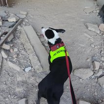 Aktivne Tačke, sprehajanje, vzgoja, čuvanje in oskrba psov, Gregor Đipalo s.p. - pasji hotel, pasja šola, pasji salon, sprehajanje psov - 6