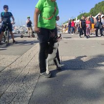 Aktivne Tačke, sprehajanje, vzgoja, čuvanje in oskrba psov, Gregor Đipalo s.p. - pasji hotel, pasja šola, pasji salon, sprehajanje psov - 4