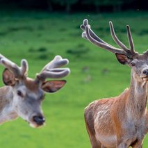 domačija lamperček - najem prostora za dogodke - 4