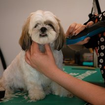 Pasji salon Pasja Hiška - 8