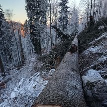 Gozdarstvo Joco, Jože Kermavnar s.p. - razrez lesa, žaga, gozdarstvo - 2