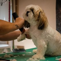 Pasji salon Pasja Hiška - 9