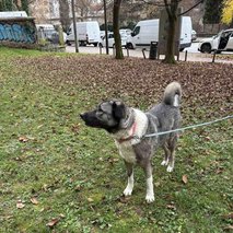 Igrivi repki, Polona Černač s.p. - sprehajanje psov - 10