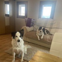 Igrivi repki, Polona Černač s.p. - sprehajanje psov - 8