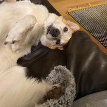 Igrivi repki, Polona Černač s.p. - sprehajanje psov - 7