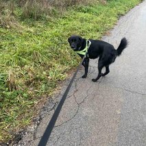 Igrivi repki, Polona Černač s.p. - sprehajanje psov - 6