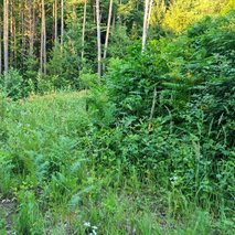 KOŠNJA PLUS, urejanje okolice, Anton Ladinek s.p - vrtnarske storitve, urejanje okolice - 10