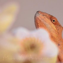 Marina Benkovič / ARTNVENOM - animacija na dogodkih, fotografiranje, sprehajanje psov, vrtnarske storitve, video produkcija, snemanje poroke, pasja šola, alternativne metode zdravljenja, grafično oblikovanje - 45