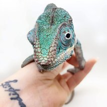 Marina Benkovič / ARTNVENOM - animacija na dogodkih, fotografiranje, sprehajanje psov, vrtnarske storitve, video produkcija, snemanje poroke, pasja šola, alternativne metode zdravljenja, grafično oblikovanje - 63