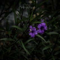 Marina Benkovič / ARTNVENOM - animacija na dogodkih, fotografiranje, sprehajanje psov, vrtnarske storitve, video produkcija, snemanje poroke, pasja šola, alternativne metode zdravljenja, grafično oblikovanje - 34