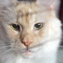 Marina Benkovič / ARTNVENOM - animacija na dogodkih, fotografiranje, sprehajanje psov, vrtnarske storitve, video produkcija, snemanje poroke, pasja šola, alternativne metode zdravljenja, grafično oblikovanje - 42