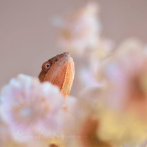 Marina Benkovič / ARTNVENOM - animacija na dogodkih, fotografiranje, sprehajanje psov, vrtnarske storitve, video produkcija, snemanje poroke, pasja šola, alternativne metode zdravljenja, grafično oblikovanje - 44