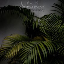 Marina Benkovič / ARTNVENOM - animacija na dogodkih, fotografiranje, sprehajanje psov, vrtnarske storitve, video produkcija, snemanje poroke, pasja šola, alternativne metode zdravljenja, grafično oblikovanje - 33
