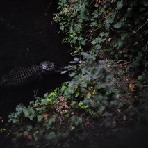 Marina Benkovič / ARTNVENOM - animacija na dogodkih, fotografiranje, sprehajanje psov, vrtnarske storitve, video produkcija, snemanje poroke, pasja šola, alternativne metode zdravljenja, grafično oblikovanje - 52
