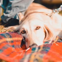 Marina Benkovič / ARTNVENOM - animacija na dogodkih, fotografiranje, sprehajanje psov, vrtnarske storitve, video produkcija, snemanje poroke, pasja šola, alternativne metode zdravljenja, grafično oblikovanje - 75