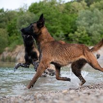 Naraven Pes - center za vzgojo, prevzgojo, varstvo in nego psov - pasja šola, pasji hotel, sprehajanje psov, pasji salon - 6