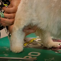 Pasji salon Pasja Hiška - 12