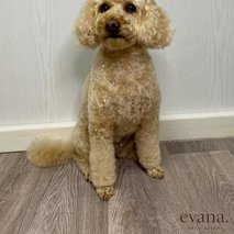 Pasji Salon Evana - pasji salon, pasji hotel - 5