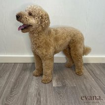 Pasji Salon Evana - pasji salon, pasji hotel - 8