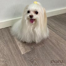 Pasji Salon Evana - pasji salon, pasji hotel - 3