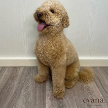 Pasji Salon Evana - pasji salon, pasji hotel - 7