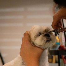 Pasji salon Pasja Hiška - pasji salon - 17