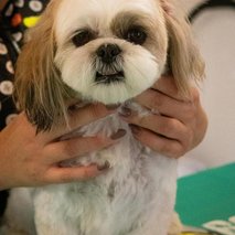 Pasji salon Pasja Hiška - pasji salon - 18