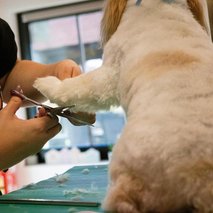 Pasji salon Pasja Hiška - pasji salon - 14