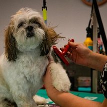 Pasji salon Pasja Hiška - pasji salon - 6