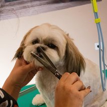 Pasji salon Pasja Hiška - pasji salon - 15