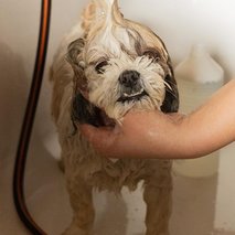 Pasji salon Pasja Hiška - pasji salon - 2