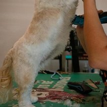 Pasji salon Pasja Hiška - pasji salon - 20