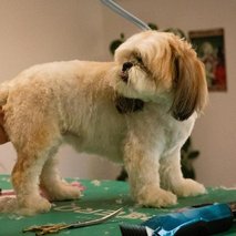 Pasji salon Pasja Hiška - pasji salon - 13