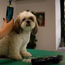 Pasji salon Pasja Hiška - pasji salon - 7