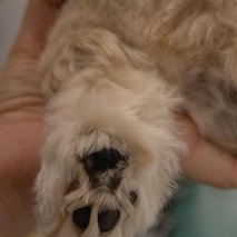 Pasji salon Pasja Hiška - pasji salon - 10