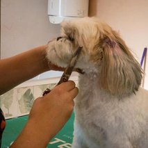 Pasji salon Pasja Hiška - pasji salon - 16