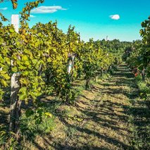 Peršolja Vina - dobava vina / vinarstvo - 2