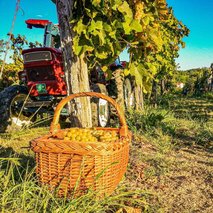 Peršolja Vina - dobava vina / vinarstvo - 4