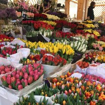 Prodaja cvetja B.D.R.-3 d.o.o. - cvetličarske storitve in dekoracija - 12