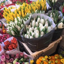 Prodaja cvetja B.D.R.-3 d.o.o. - cvetličarske storitve in dekoracija - 13