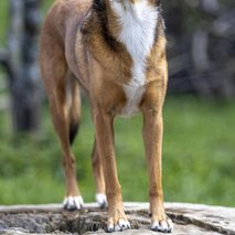 WILDFRAME, Jurij Vodušek s.p. - fotografiranje, razvoj in programiranje, računalništvo in it storitve, video produkcija - 2