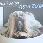 Asta Zoya - Logotip