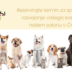 Pasji salon Dogspa.si - Logotip