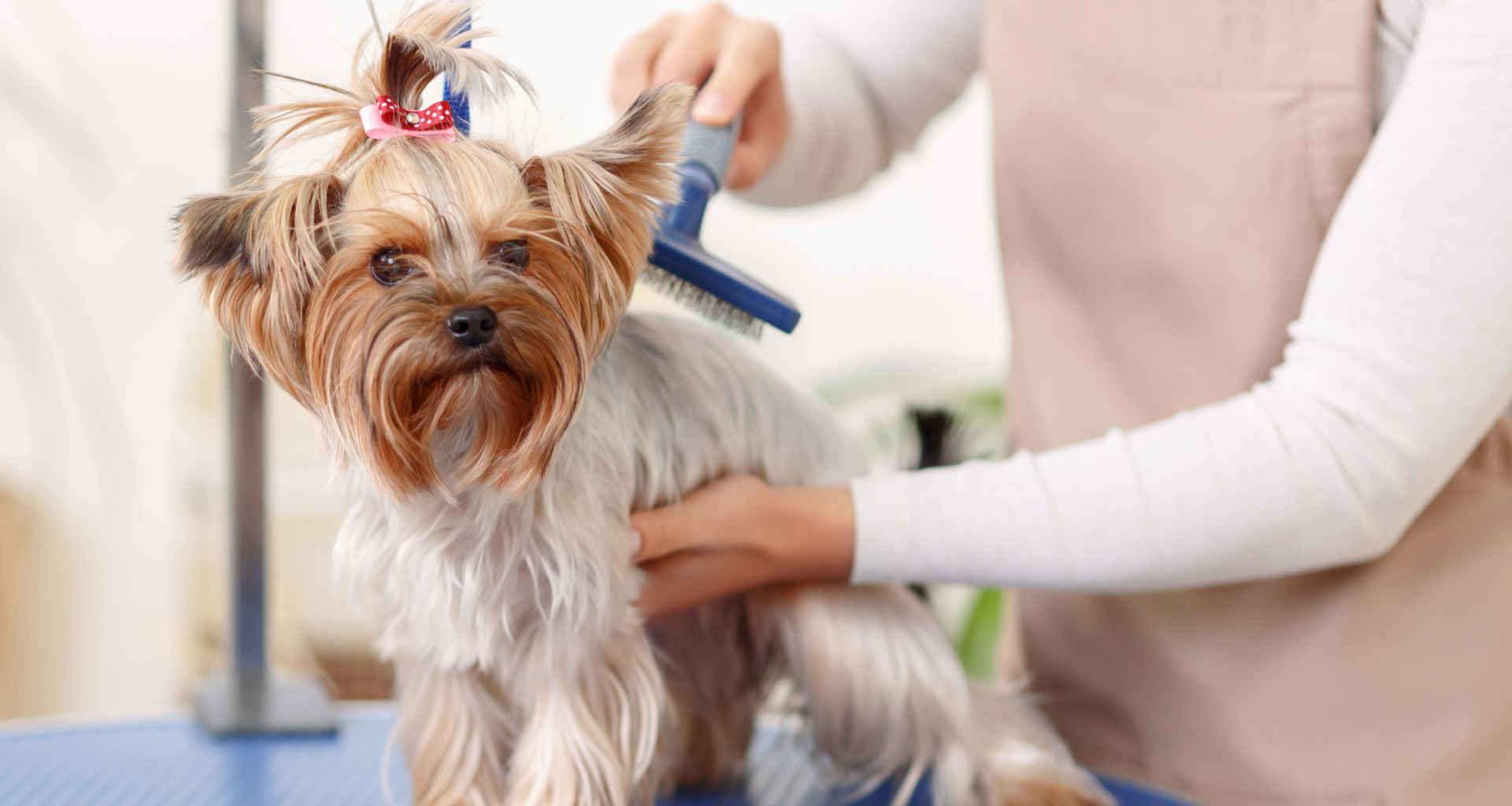 Iščete pasji salon za nego in friziranje psov? Pomagali vam bomo najti pravi pasji salon za nego in friziranje psov